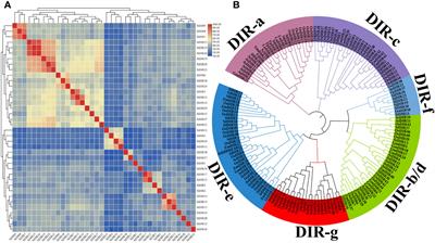 Genome-wide identification and expression profiling analysis of DIR gene family in Setaria italica